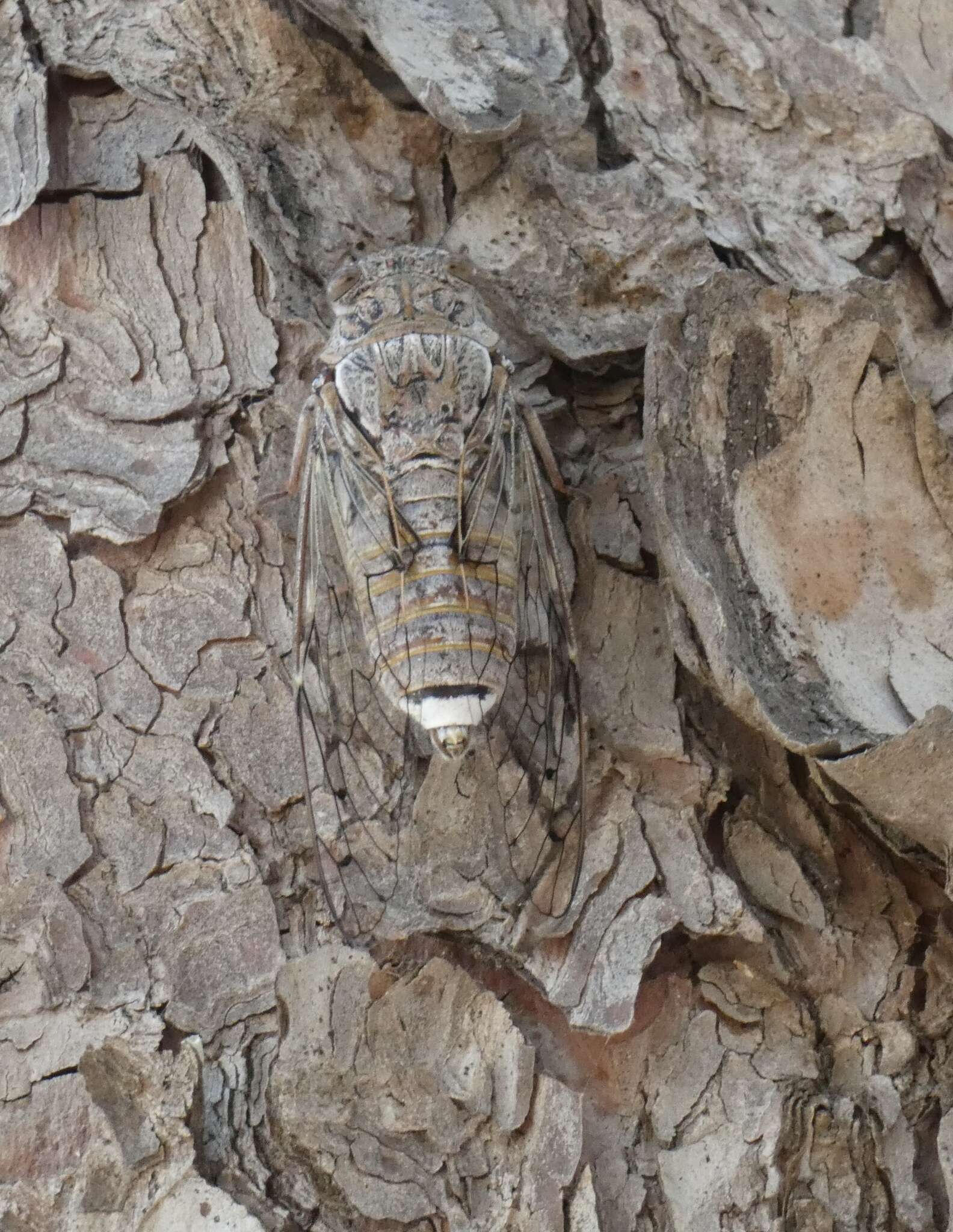 Image of Cicada cretensis Quartau & Simoes 2005