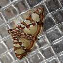 Image of Mulberry Leaftier Moth