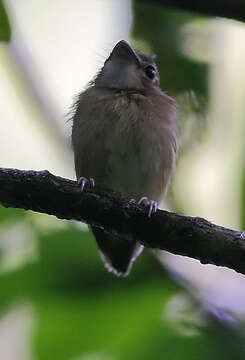 Image of Stub-tailed Spadebill