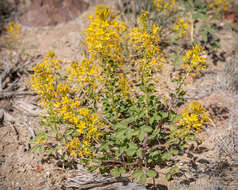 Image of Hillman's stinkweed