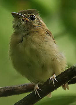 Image of Stub-tailed Spadebill