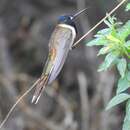 Plancia ëd Oreonympha nobilis Gould 1869