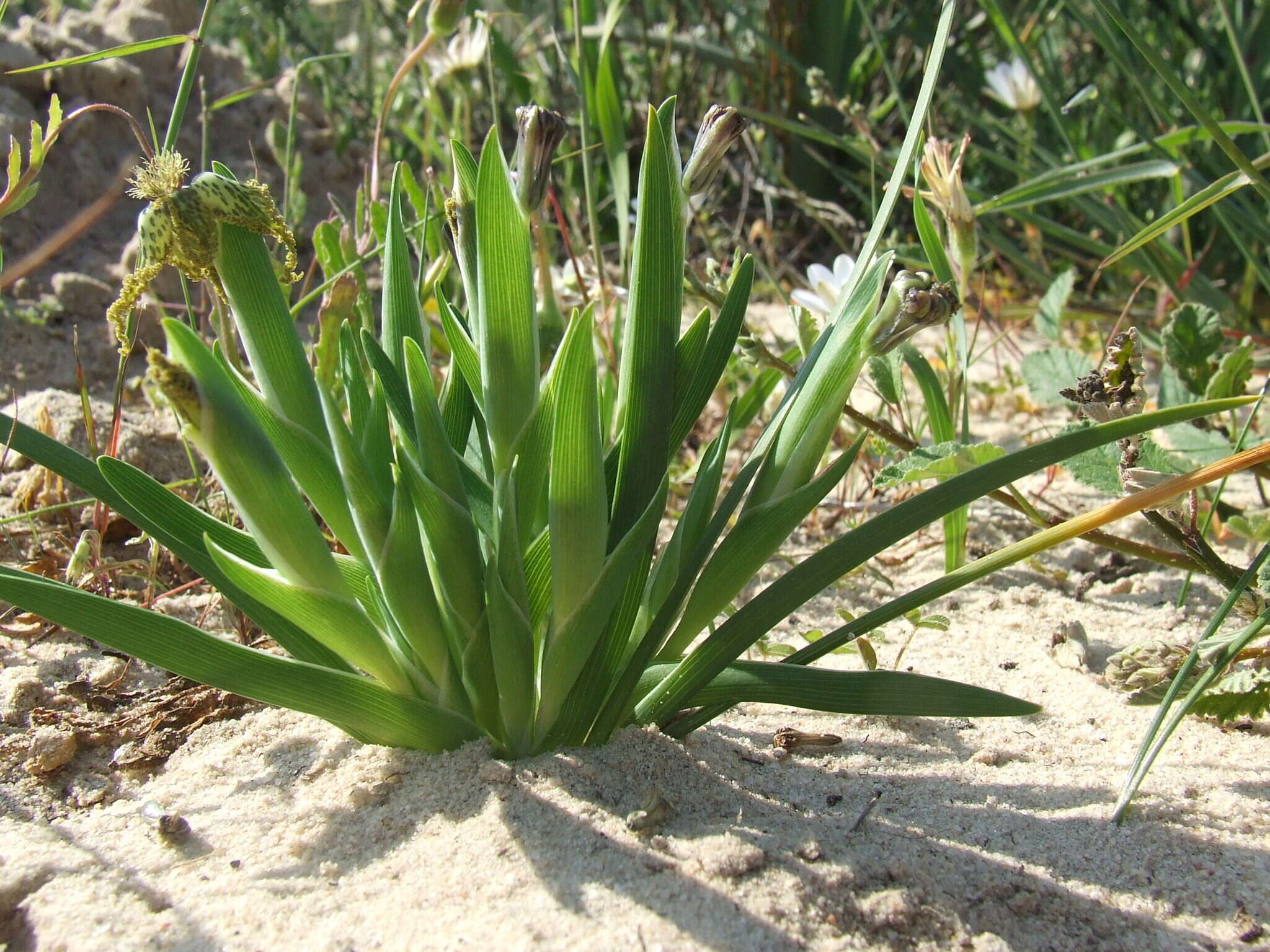 Image of Ferraria parva Goldblatt & J. C. Manning