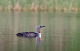 Image of Red-throated Diver