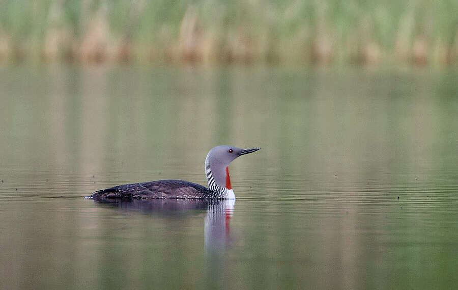 Image of Red-throated Diver