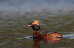 Image of Podiceps Latham 1787