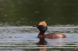 Image of Podiceps Latham 1787