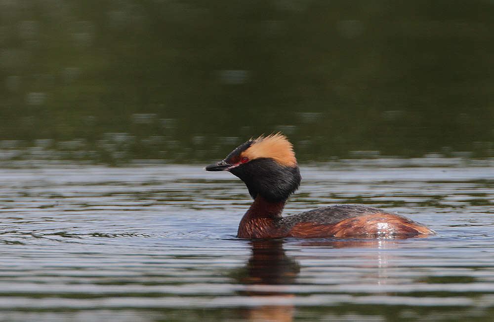 Image of Podiceps Latham 1787