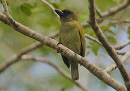 Image of Green Barbet