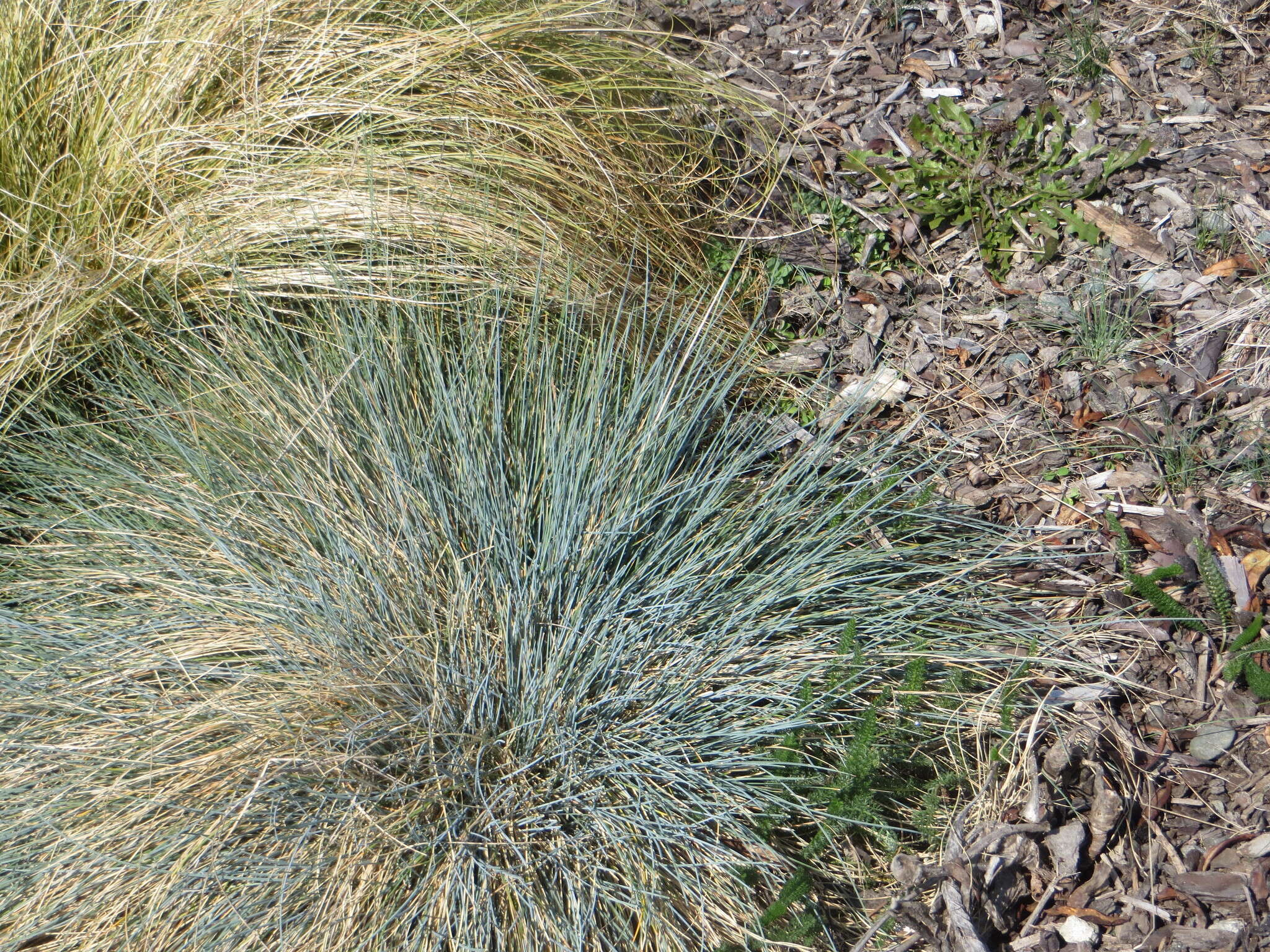 Image of Poa colensoi Hook. fil.