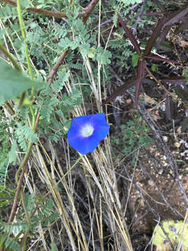 Image of Ivyleaf morning-glory