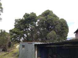 Image de Melaleuca squarrosa Donn