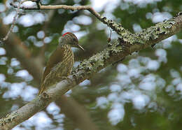 Imagem de Campethera mombassica (Fischer, GA & Reichenow 1884)