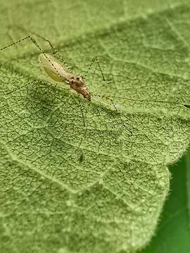 Image of Gampsocoris pacificus (China & W. E. 1930)