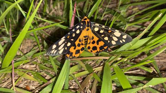 Sivun Aglaomorpha histrio (Walker 1855) kuva