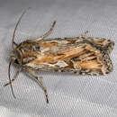Image of Euxoa pluralis Grote 1878