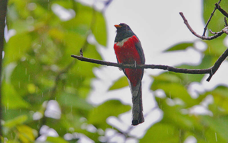 Imagem de Trogon elegans Gould 1834