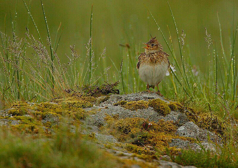 Image of Skylark