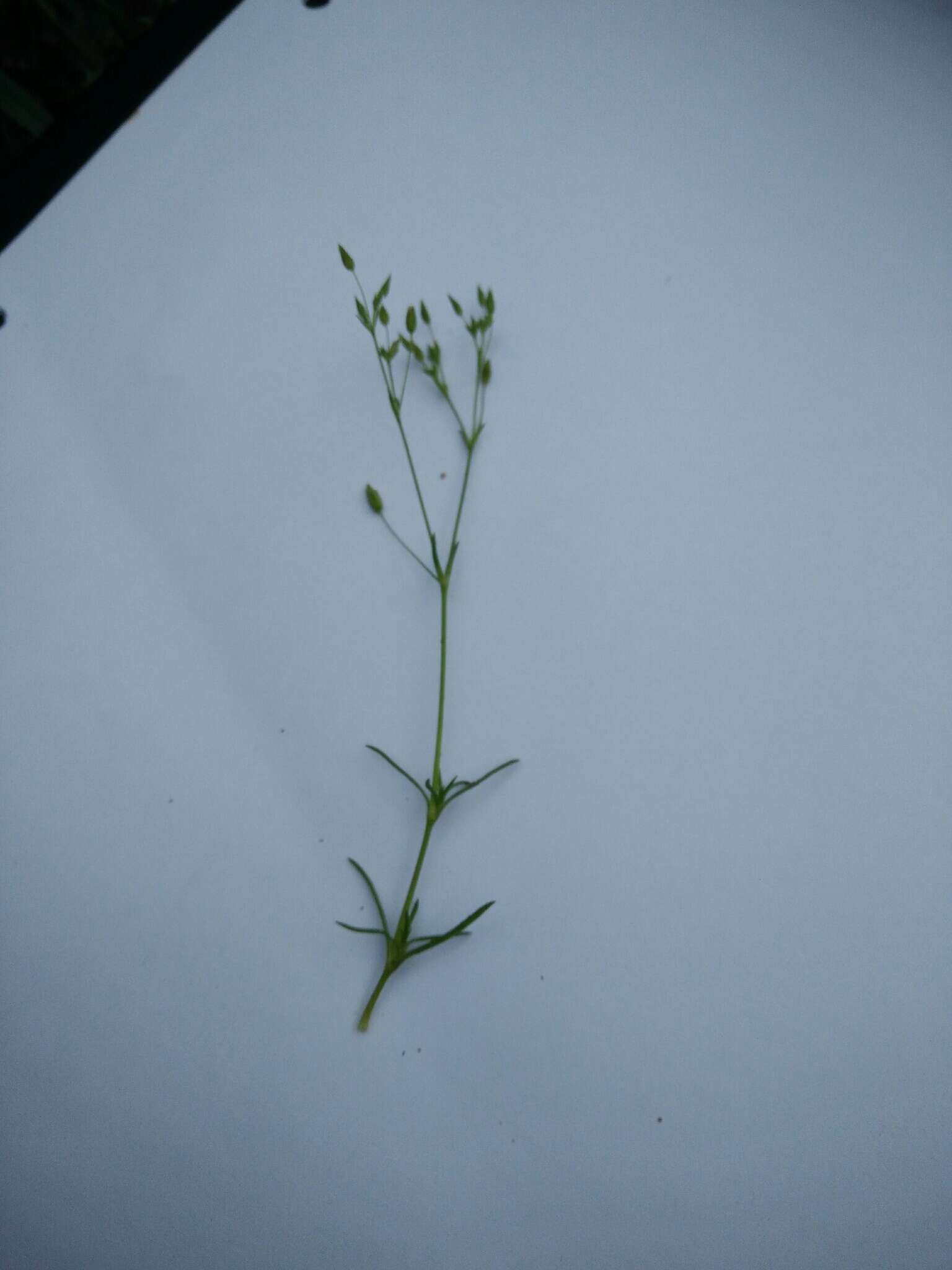 صورة Sabulina tenuifolia (L.) Rchb.