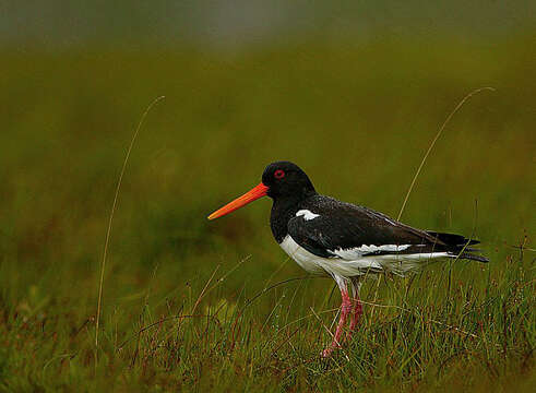 Image of oystercatcher, eurasian oystercatcher