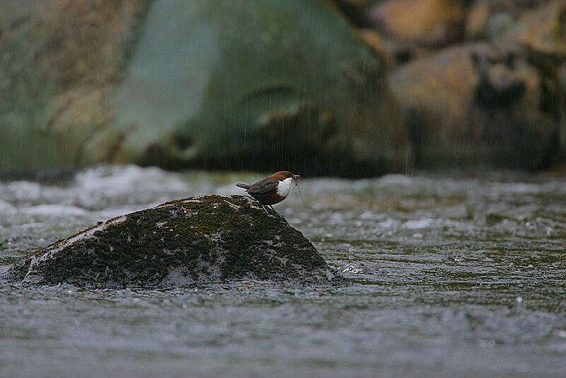 Image of Dipper