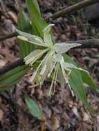 Prosartes maculata (Buckley) A. Gray的圖片