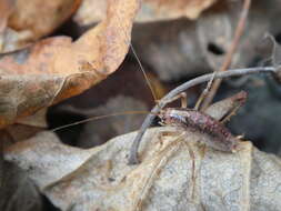 Image of Pristoceuthophilus celatus (Scudder & S. H. 1894)