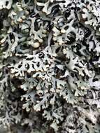 Image of Freckled tube lichen