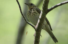 Image of Tree Pipit