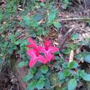 Image of Asteranthera ovata (Cav.) Hanst.