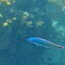 Image of Painted wrasse