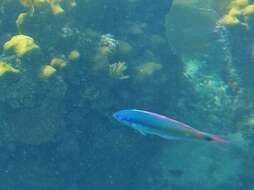 Image of Painted wrasse