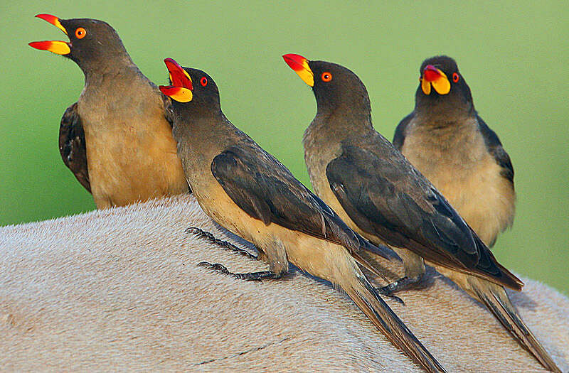 Image of oxpeckers