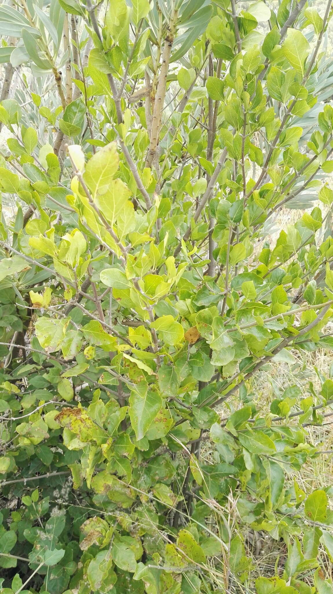 Image of Afrocanthium gilfillanii (N. E. Br.) Lantz