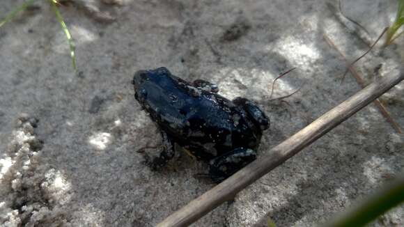 Image of white-spotted humming frog