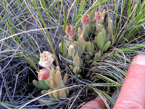 Image of Delosperma lootsbergense Lavis