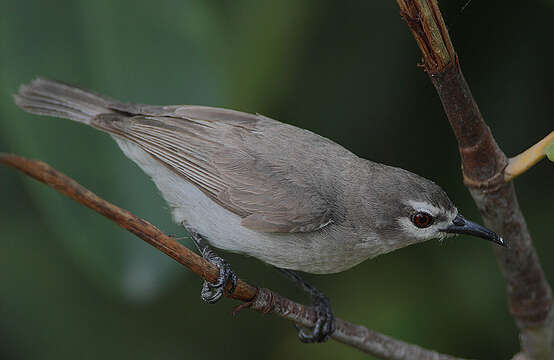 Image of Brown Sunbird