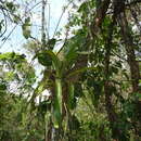 Слика од Aechmea angustifolia Poepp. & Endl.