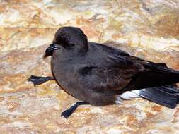 Image of British Storm Petrel