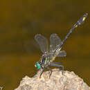 Image of Blackwater Clubtail