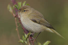 Image of Common Chiffchaff