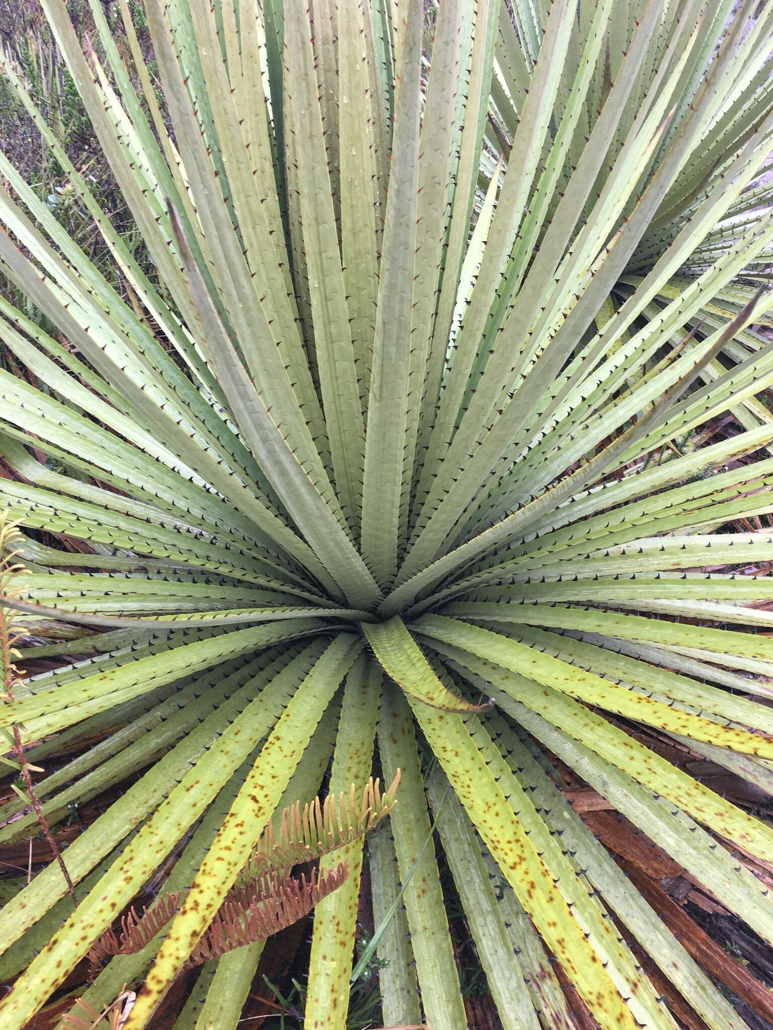 Puya goudotiana Mez的圖片