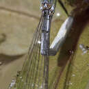 Image of Western Forktail