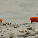 Image of Flame-backed Fiddler Crab