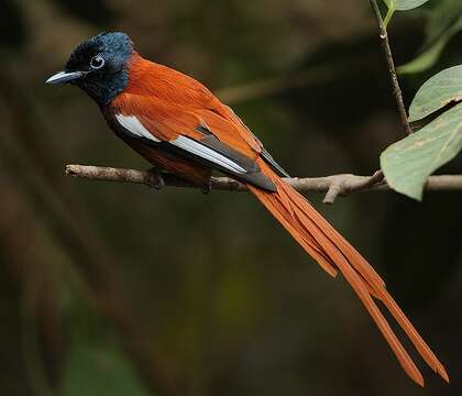 Image of Black-headed Paradise-Flycatcher