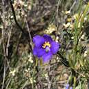 Слика од Cheiranthera alternifolia E. M. Bennett