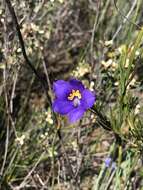 Cheiranthera alternifolia E. M. Bennett resmi