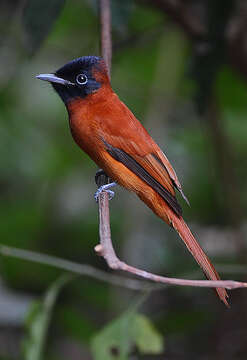 Image of Black-headed Paradise-Flycatcher