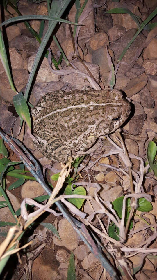 Image of Woodhouse's Toad