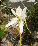 Image of Disa harveyana subsp. longicalcarata S. D. Johnson & H. P. Linder